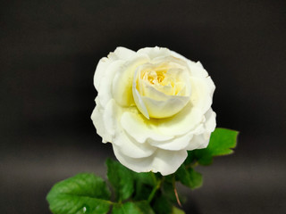 White roses on a black background.