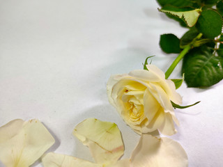 White roses on a white background.