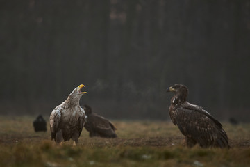  white-tailed eagle making a shout