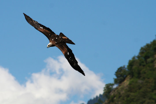 sea ​​eagle