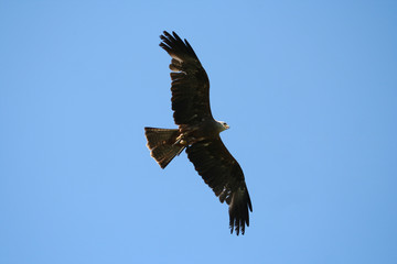 sea ​​eagle