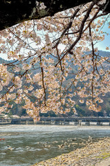 京都の嵐山の桜