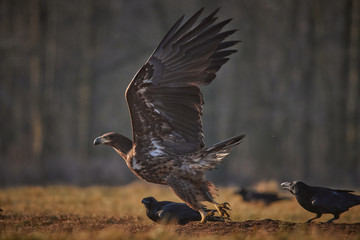 bald eagle surrounded by ravens