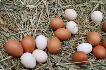 eggs in nest