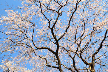 桜の花