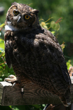  eagle owl