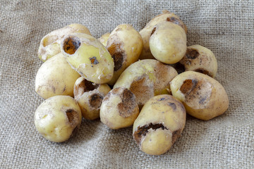 Potatoes eaten by pests