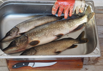 River fish pike in a metal container, prepared for cleaning and butchering. Winter fishing.