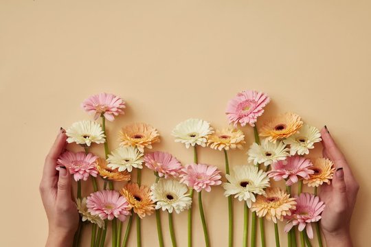 Delicate pastel flowers gerbera grow from women's hands and form a frame with a place for a greeting text on a light yellow background.
