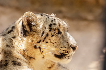  Snow Leopard Panthera uncia 