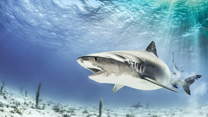 Fototapeta premium Tiger Shak in the Bahamas with sunlight in the back