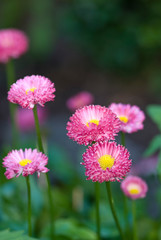 Cute Little Pink Daisy Flowers