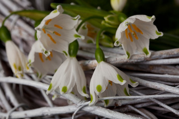 Obraz premium Tiny White Spring Snowflake Flowers