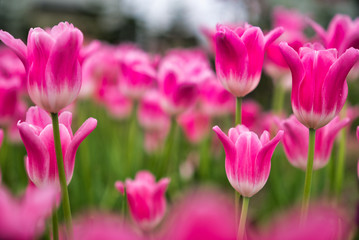 Beautiful pink  tulip flower.Blooming colorful tulip flowers in garden as floral background