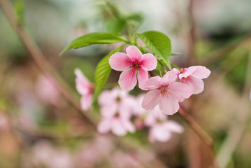 Beautiful  flower.Blooming colorful flowers in garden as floral background
