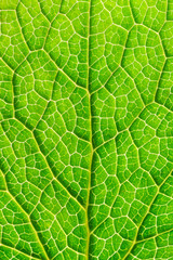texture de feuille et nervures en gros plan 