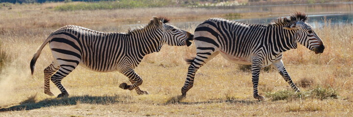 Obraz na płótnie Canvas Zebra in Aktion 9548 pano