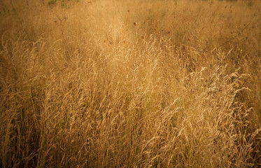 wild wheat background with amazing gold color, romantic wild herbs with beautiful light, artistic country and bucolic view with wild golden nature