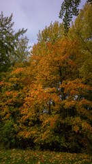 Fototapeta premium trees in autumn