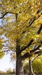 tree in autumn