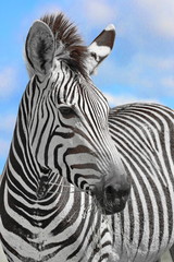 Fototapeta na wymiar Zebra Portrait 8736 ck