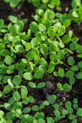 gardening sprouts