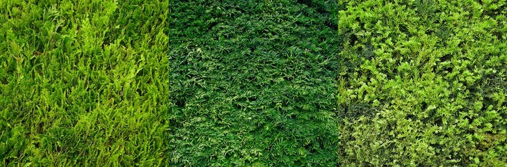 panoramic view of three types of Thuja hedges (cypress, juniper). Seamless Texture of green natural background. panorama Hedge of thuja trees. Thuja texture. Long Tree Hedge. Green Bush.