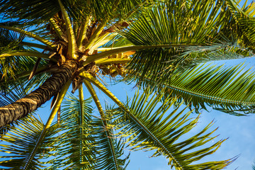 Fototapeta premium fresh coconut on the tree, coconut cluster on coconut tree and blue sky.