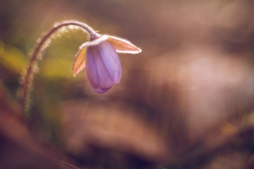 spring flower