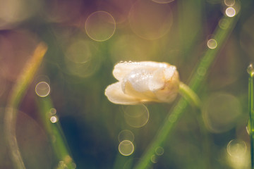 spring flower
