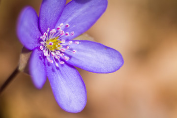 purple flower