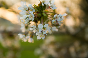spring