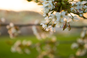 spring