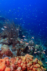 Caribbean coral garden