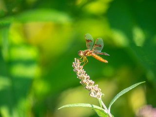 Dragonfly in garden