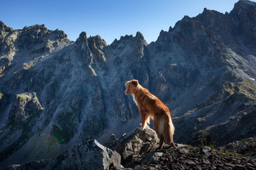 dog in the mountains. travel with a pet in Georgia. Nova Scotia Duck Tolling Retriever stands on a rock and looks down