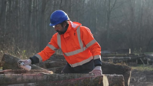 Forestry technician marking logs for firewood with red aerosol paint