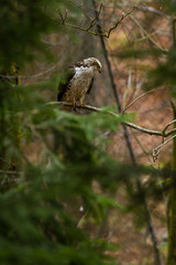 bird of prey