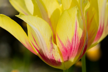 Fototapeta na wymiar Blütenblätter der Tulpe (Tulipa)