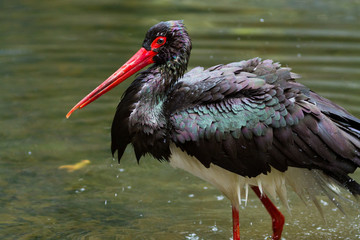 black stork