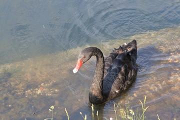 A black swan in shallow water is carefully examining something