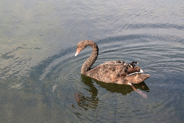 A black swan with a beautifully curved neck floats in the water