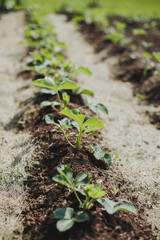 spring garden: beds with strawberries in sunny weather