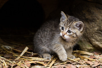Obraz premium kitten