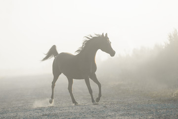 The silhouette of a beautiful arabian horse running free in the foggy haze, a portrait in motion in...