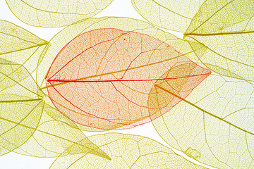 transparent leaf skeletons  on white background