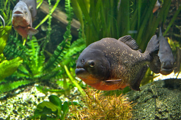 red piranha fish pygocentrus nattereri