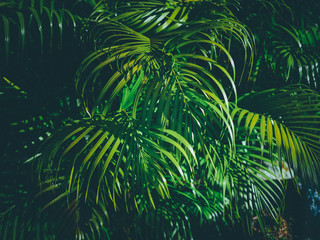 green leaves of palm for nature background
