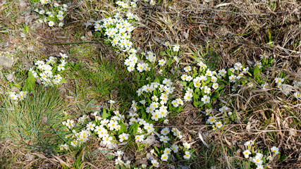 White primrose perennial glade in the forest