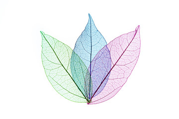 transparent leaf skeletons  on white background